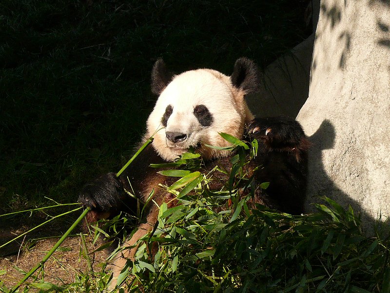 Pandas (033).jpg